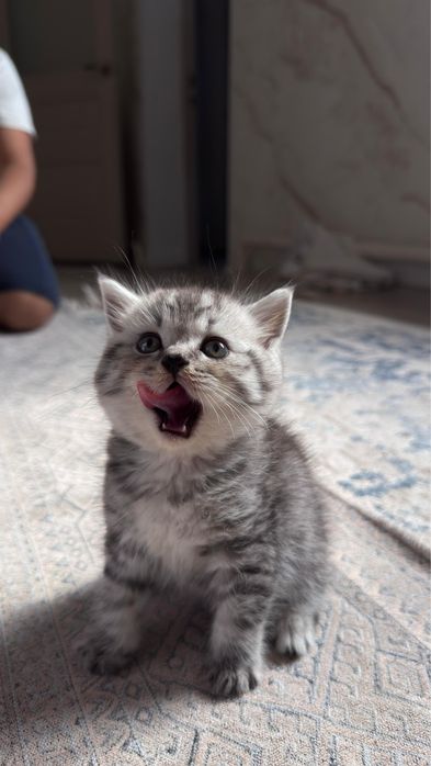 продается котенок