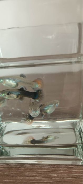 Vând pesti guppy