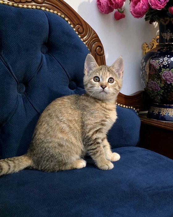 Домашние котята с доставкрй