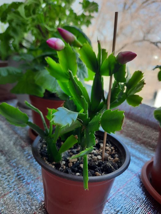 Продам Шлюмбергера