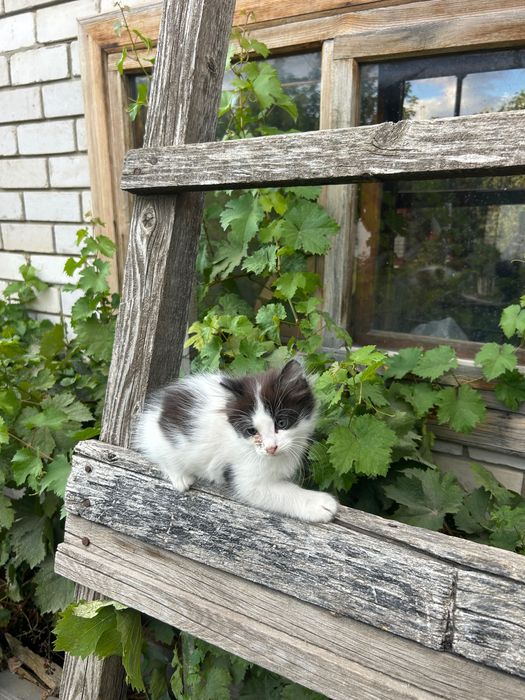 Отдам котят в хорошие руки