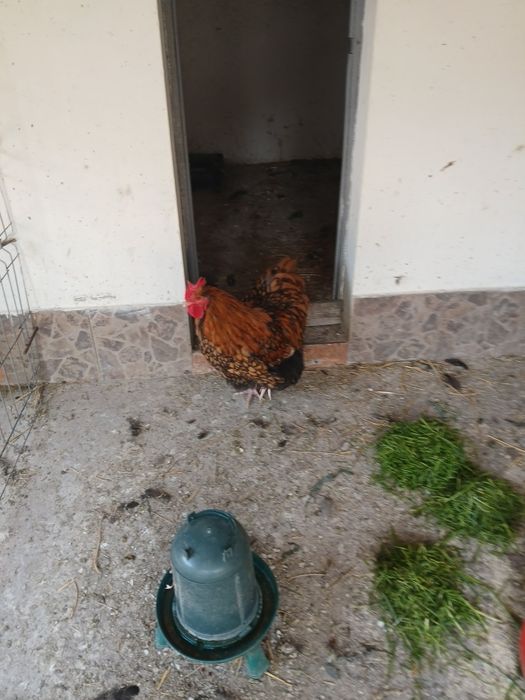 Vănd cocoș orpington