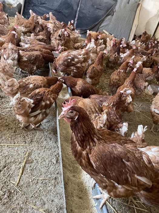 Gaini rosii ouatoare Isa Brown, Cotnari!