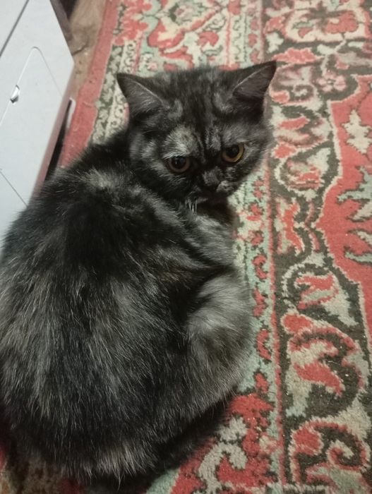 Продаю  шотландских котят.