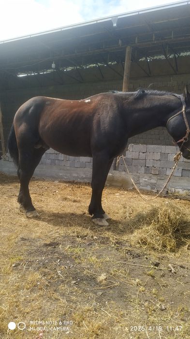 Ot sotiladi jizzaxda