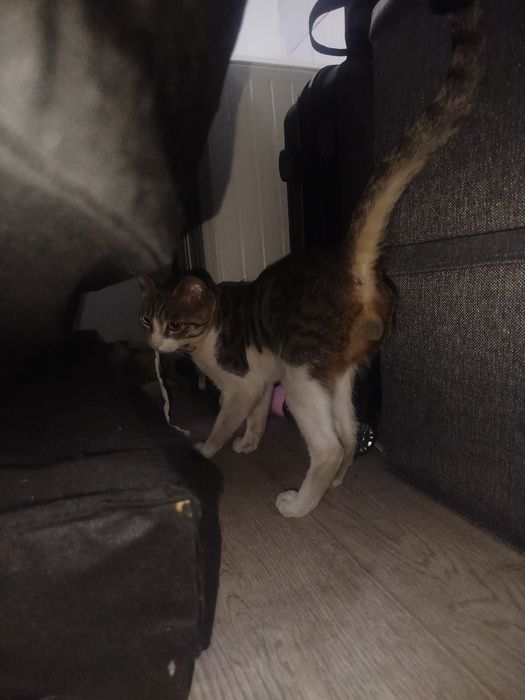 Домашний питомец кошка