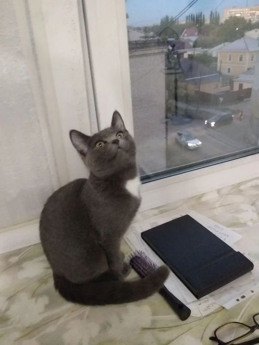 Отдам даром,в хорошие руки