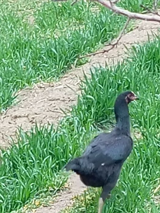 Ганой Карея тухумлари