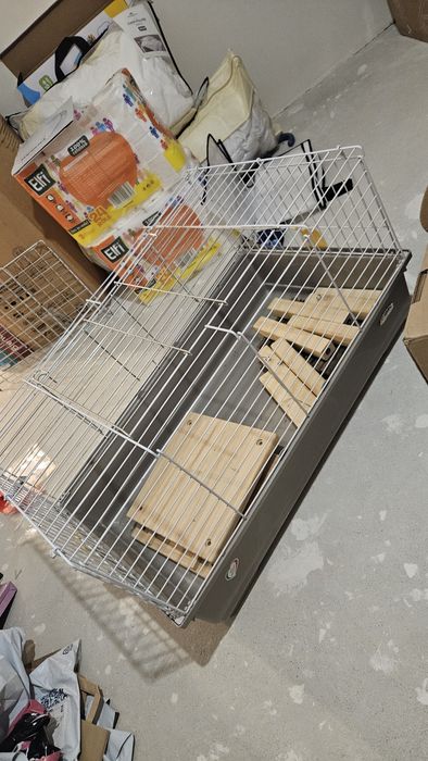 Cusca porcusori guineea