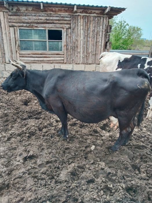 Продам коров ...