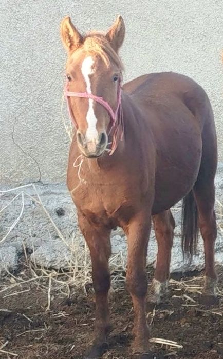 Продается кобыла 3 года