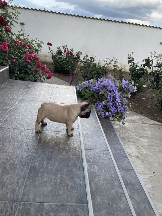 Vand pui bulldog francez