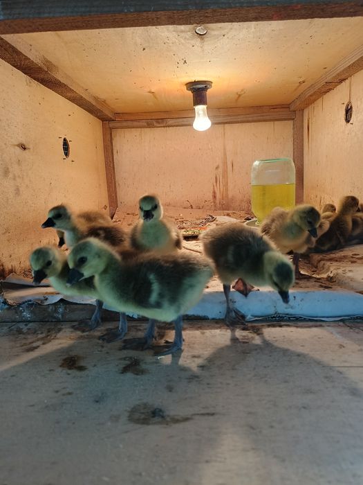 Продам    гусат.