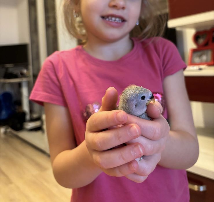 Pui papagali Agapornis