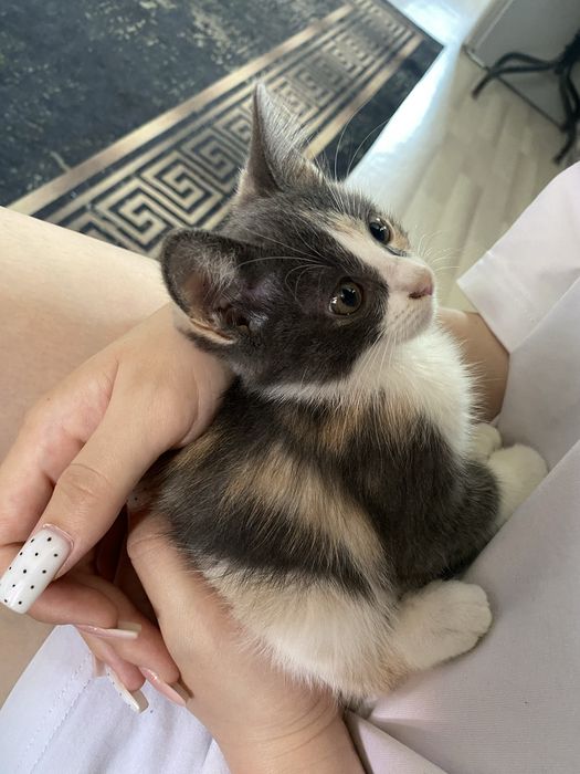 Котёнок в добрые руки! Срочно