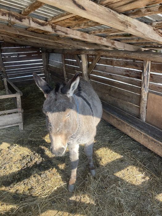 Vand 2 magari  detali la nr de tefon !!