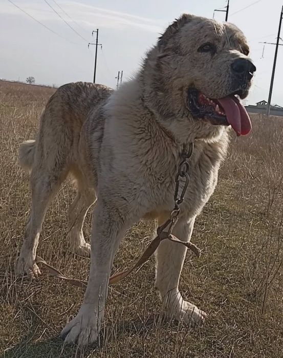 Төбет күшіктері сатылады