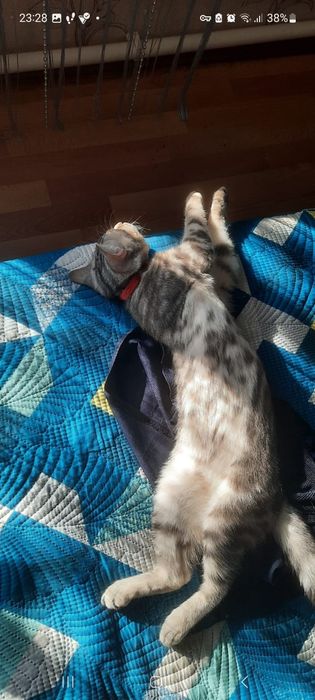 Пропала кошка,район Казыбек би