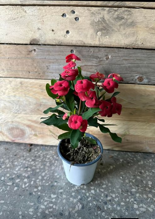 Цветя --Фикус лирата бамбино Исусов венец Еуфорбия