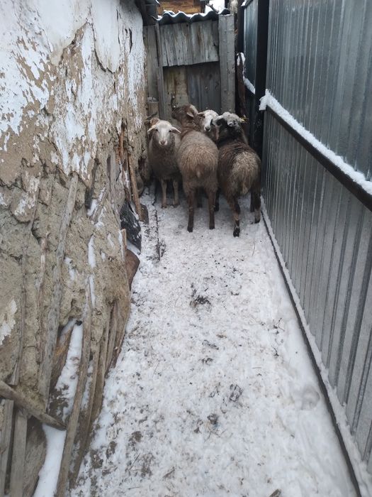 Продам жирных овечек