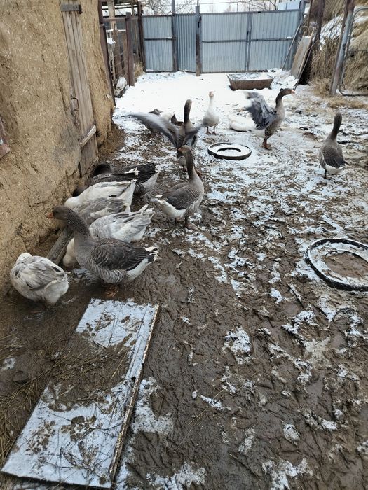 Продам гусей на племя