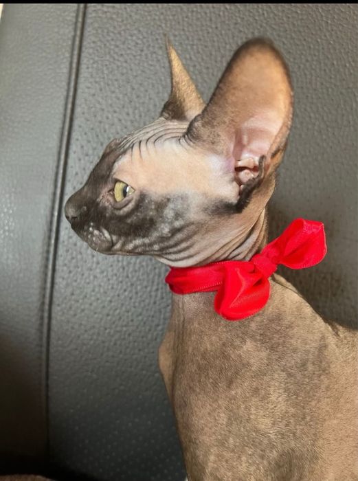 Pisici sphynx sfinx fara par