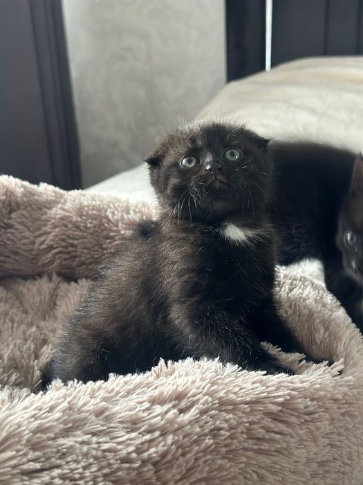 Шотландцы котята, девочки (метисы)