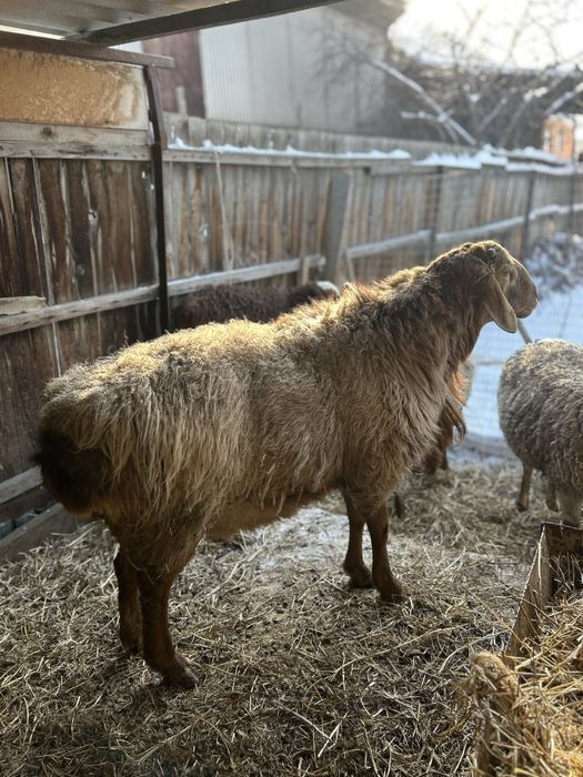 Қошқар сатылады гиссар