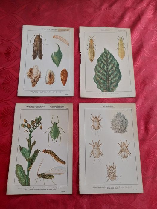 Colecție de planșe botanice și zoologice Vintage.