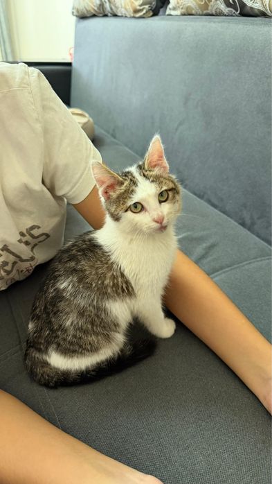 Котенок в добрые руки