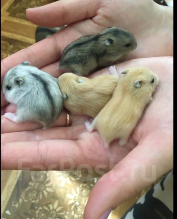 Хомячки маленькие
