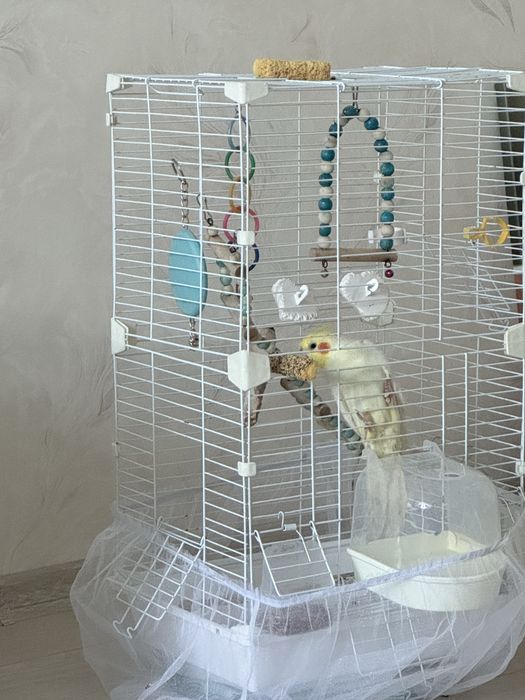 Продам кореллу птичку