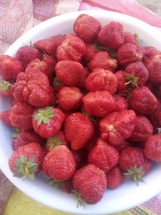 Qulupnay    kòcat   bor    surxondaryo     sariosiyo