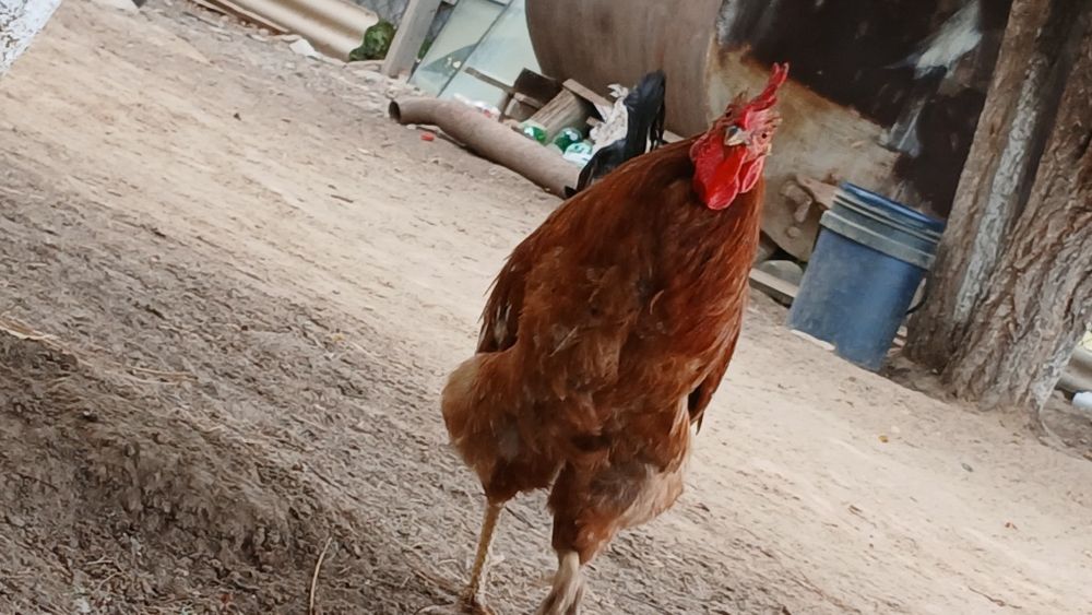 Продам 2 петух или обмен курица