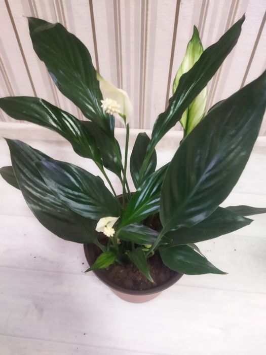 Комнатные цветы продам