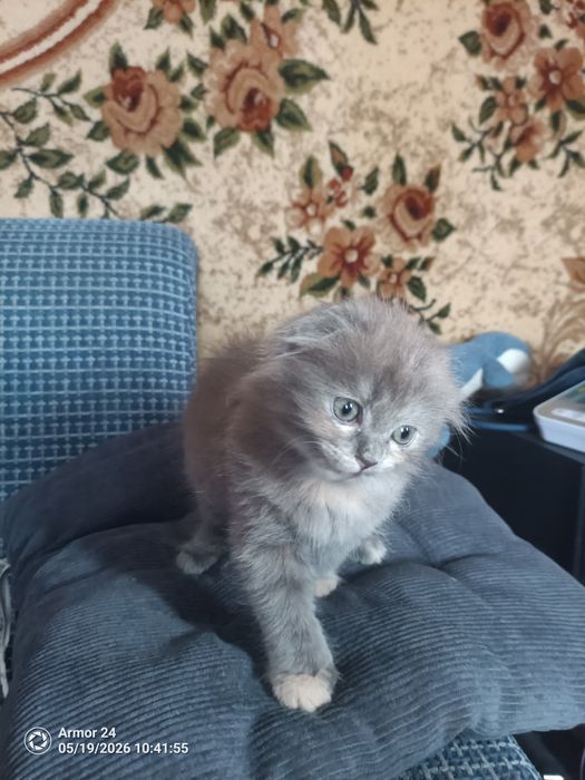 Кошечки,вислоухие