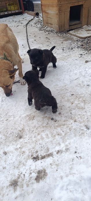 Щенята звоночки даром