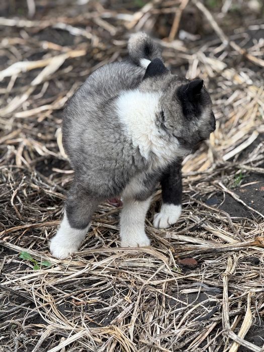 Американска Акита – 2 месеца