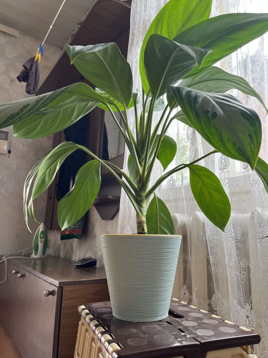 Срочно продам  аглеонему сильвер бей