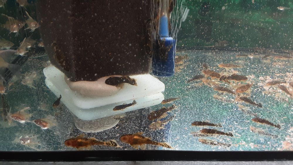 Анцитрусы.  300тг.