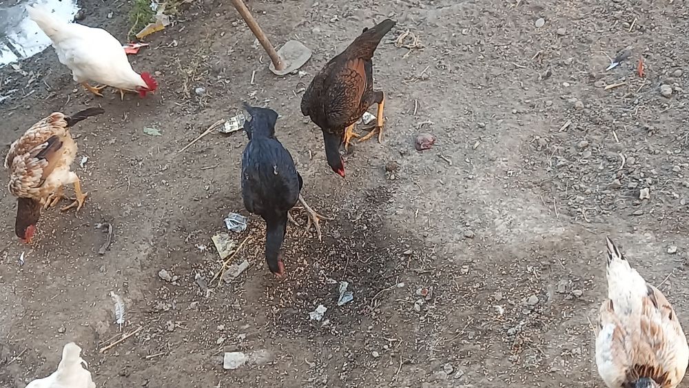 15 ta tavuq sotiladi