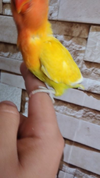 Ручной неразлучник попугай