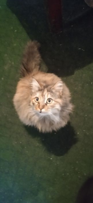 Кот и кошечка в добрые руки