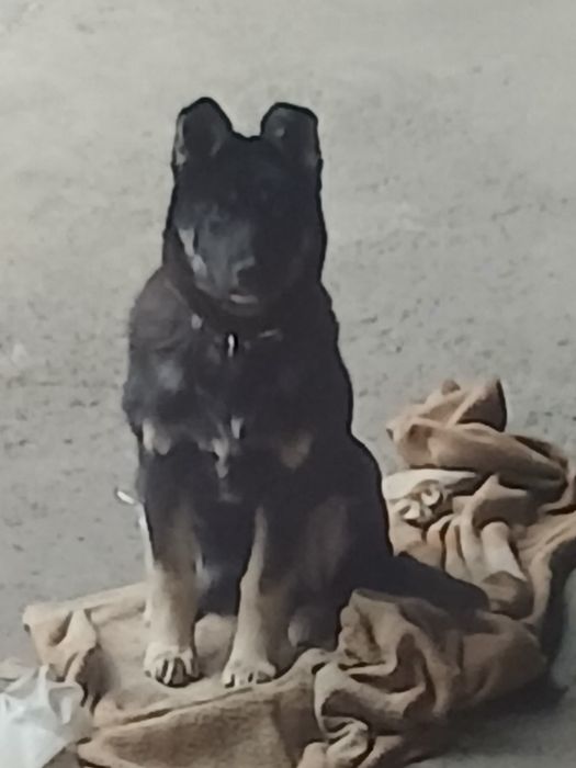 Щенок восточно=европейской овчарки