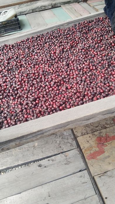 Спелая Боярка для здоровья.