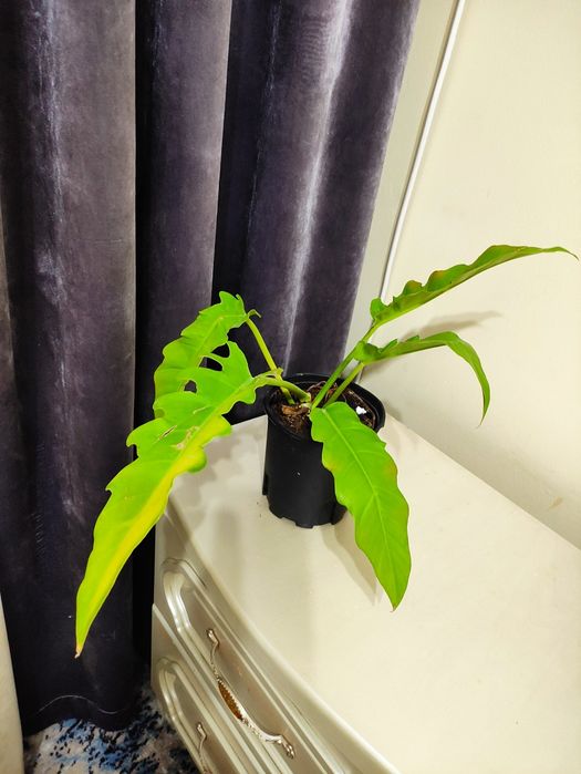 Филодендрон золотой крокодил