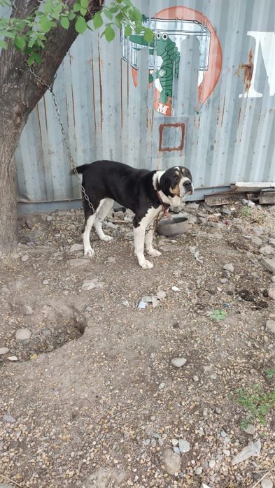 Продам Алабая