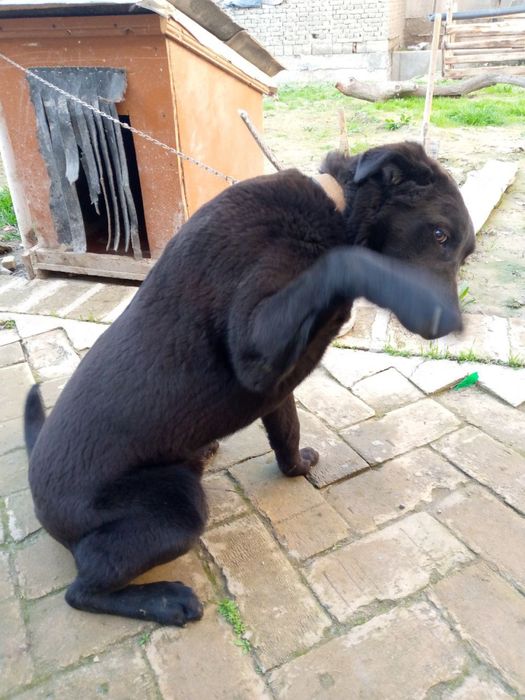 - Игровая собачка Labrador Retriever