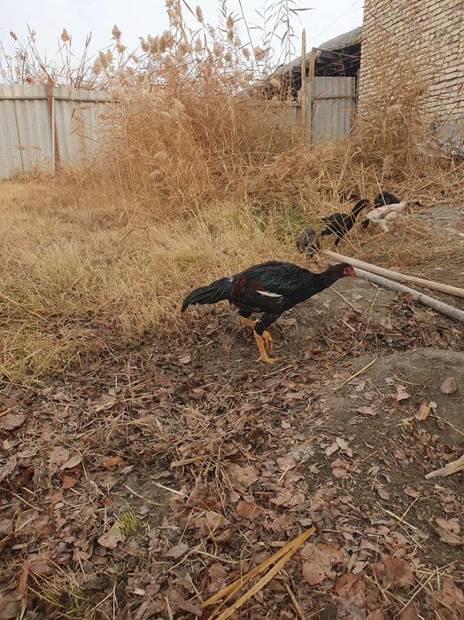 Продам кур..Дакан товук,ва хуроз..!