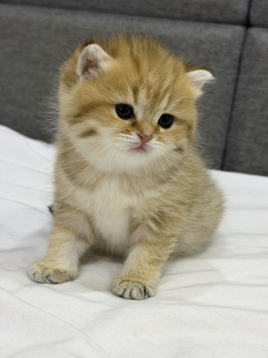 Золотая шиншилла! Чистокровные Британцы. Мальчик